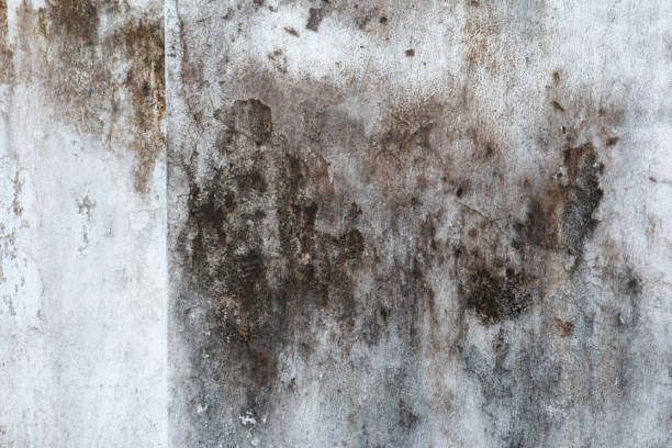 Best Mold Documentation for Insurance Claims  in Prudhoe Bay, AK