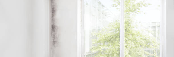 Best Mold Prevention Services  in Prudhoe Bay, AK